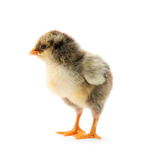 One cute chick isolated on white. Baby animal