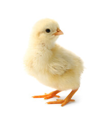 Obraz premium One cute chick isolated on white. Baby animal