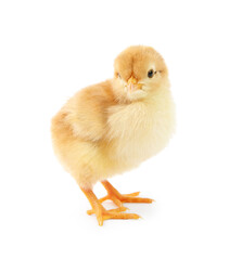 One cute chick isolated on white. Baby animal