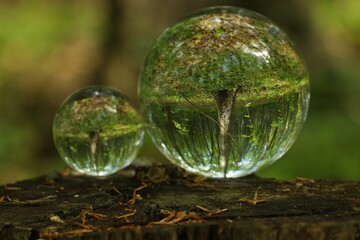 Green trees outdoors, overturned reflection. Crystal balls on stump in forest
