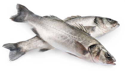 Sea bass, raw sea fishes on white background. File contains clipping path.