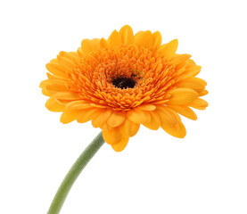 Beautiful orange gerbera flower isolated on white
