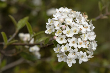 Fleurs de Viburnum carlesii