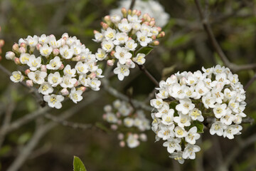 Fleurs de Viburnum carlesii