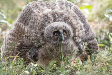 great horned owl