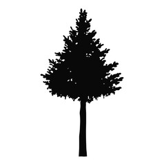 Silhouette of a tree, fir tree, pine or spruce. black illustration