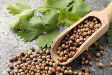 Scoop with dried coriander seeds and green leaves on gray textured table, closeup