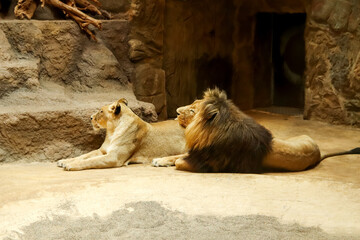 Pair of adult Lions in zoological garden. Wildlife photography featuring a lion and lioness resting in a zoo setting, highlighting their majestic and wild nature © tanitost