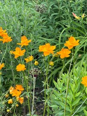 Gelbe Blumen auf der Wiese