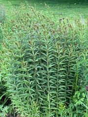 Gr&uuml;ne Leichtigkeit 