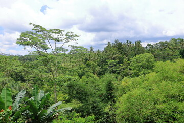 Jungle of palm trees in tropical Ubud, Bali, Indonesia