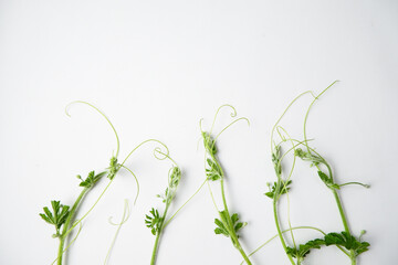 white background creeper plant frame. flat lay. copy space