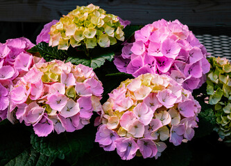 Close up of delicate light pink hydrangea flowers  in the pot to decorate your table