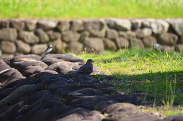 木陰で涼む野鳥