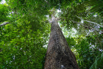 A giant Castanheira tree, Bertholletia excelsa, in the majestic Amazon rainforest on a sunny summer...