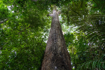A giant Castanheira tree, Bertholletia excelsa, in the majestic Amazon rainforest on a sunny summer...