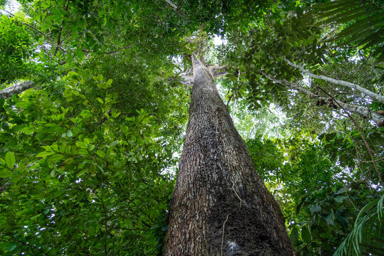 A giant Castanheira tree, Bertholletia excelsa, in the majestic Amazon rainforest on a sunny summer day. Concept of conservation, environment, ecology, nature, climate, biodiversity. Amazonas, Brazil.