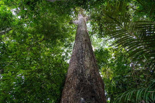 A giant Castanheira tree, Bertholletia excelsa, in the majestic Amazon rainforest on a sunny summer day. Concept of conservation, environment, ecology, nature, climate, biodiversity. Amazonas, Brazil.