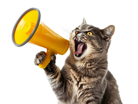 a cat holding a megaphone