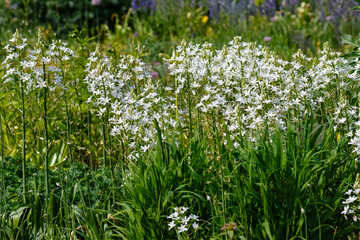 Fototapeta premium Ornithogalum magnum or star-of-bethlehem in summer garden