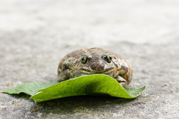 American frog, amphibian animal. Big toad from Australia, background. Batrachian in the wild, amphibian frog. Green leaf