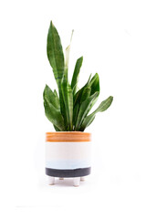 Photo of a flowering Snake Plant, also called Mother-in-Law's Tongue and Sansevieria. This indoor potted plant is in a curved, white, ceramic pot isolated on a white background