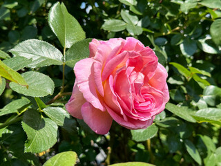 Pink tea rose delicate petals