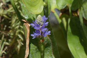 Fiore