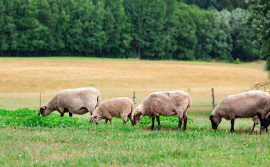 Obraz premium A flock of farm sheep grazing on green lush meadows in the suburbs of Riga, Latvia. 