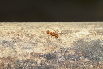 Close up red ant on tree in nature background at thailand