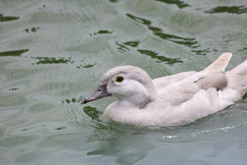 The white call duck(anas platyrhynchos domesticus)in the garden