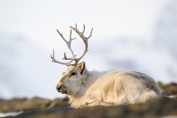The Svalbard reindeer (Rangifer tarandus platyrhynchus) in early spring © STUEDAL