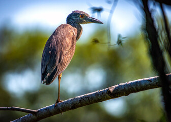 Juvenile Yellow-crowned Night Heron Perched on a limb along the nature trail in Pearland, Texas