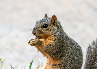 A hungry squirrel and its meal