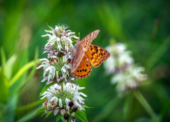 Tawny Emperor Butterfly on Lemon Beebalm along the Shadow Creek Ranch Nature Trail in Pearland, Texas