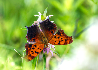 Question Mark Butterfly along the Shadow Creek Ranh Nature Trail in Pearland, Texas