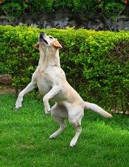 Cute white labrador retriever dog jumping on the green grass garden, enjoying in garden