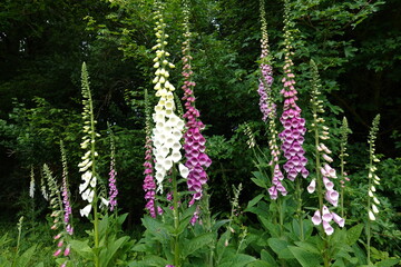 White and purple wild Foxgloves growing on edge of a deciduous woodland, near Newbury, Berkshire, England, United Kingdom, Europe © Bob Ransom