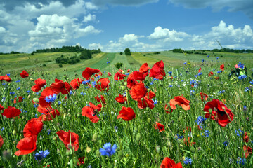 Fototapeta premium Colorful blue Crambes and poppies flowers on a sunny day in the meadow