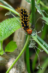 caterpillar on a leaf