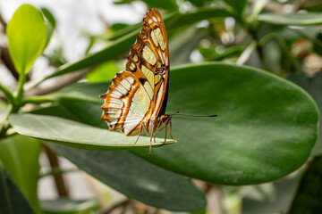 butterfly on leaf