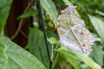 butterfly on leaf