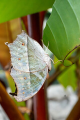 butterfly on leaf