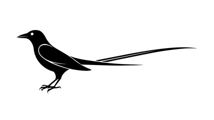 black silhouette of a beautiful bird 
