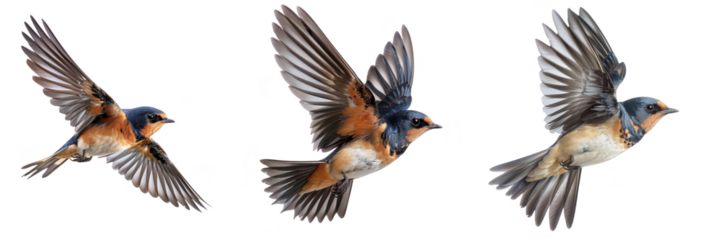 Barn Swallow Birds in Flight