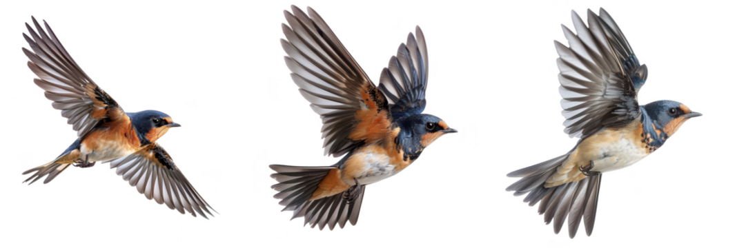 Barn Swallow Birds in Flight