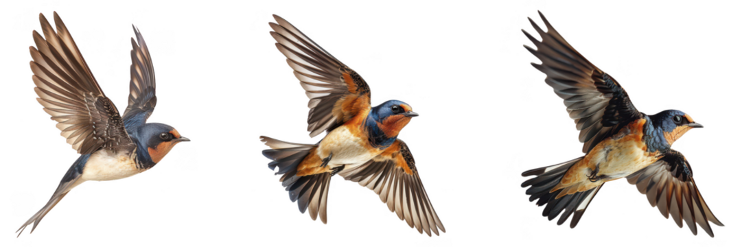 Three Barn Swallow Birds in Flight