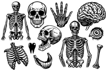 Comprehensive set of skeletal and anatomical silhouettes featuring skull, bones, hand, brain, eye, and other skeletal system elements perfect for halloween