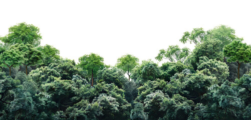 Lush green forest cut out