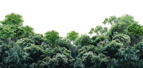 Lush green forest cut out